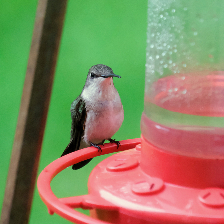 Hummingbird