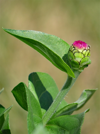 Single Bud