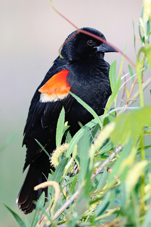 Red-winged Blackbird