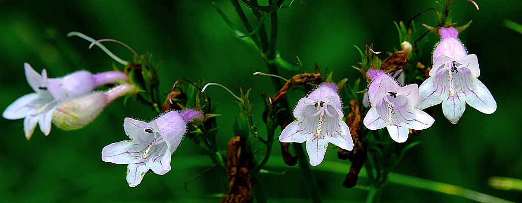 Foxglove Beardtongue