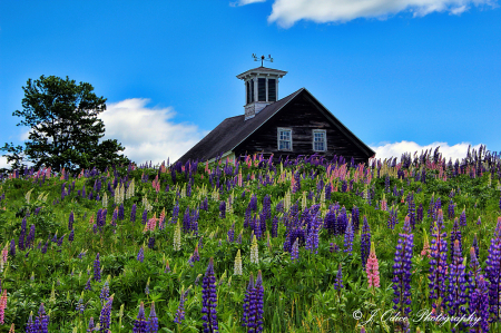 Amish Lupines