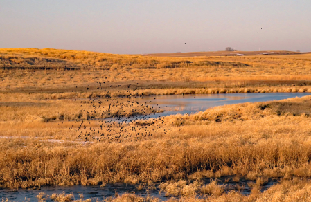 Wetlands Bird Flight