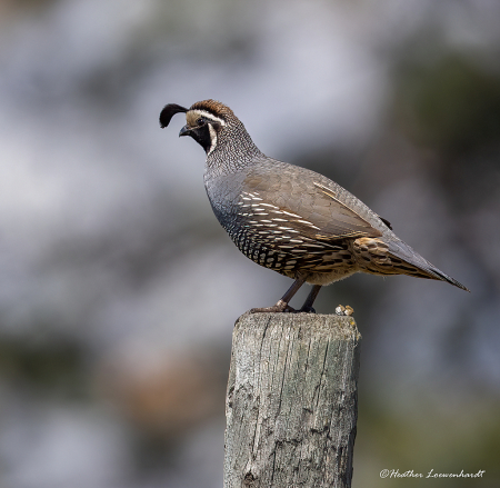 California Quail