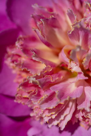 Pink Ruffles