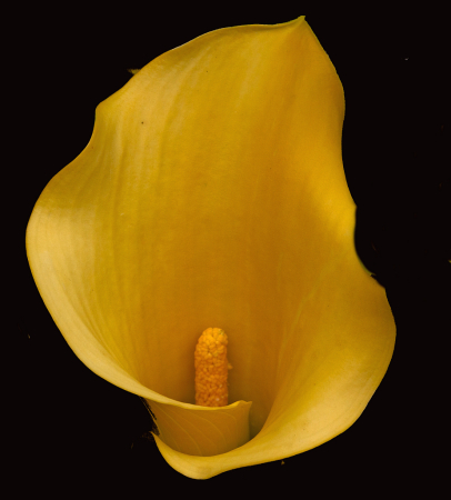 Calla