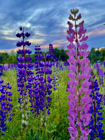 Lupines 