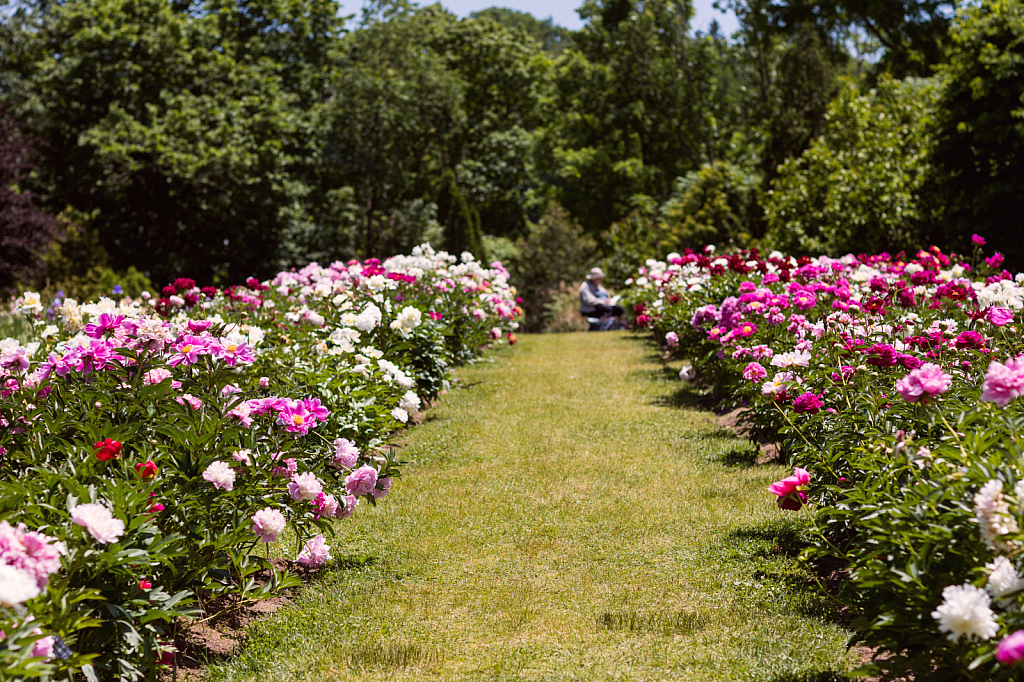 Artist In The Garden