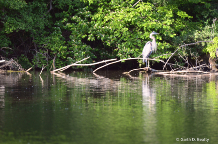 Heron at Oakwoods 