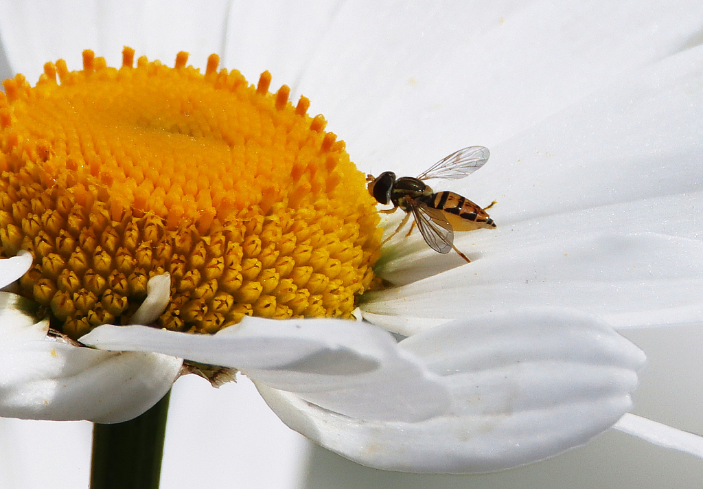 Mid-Day Pollen Buffet