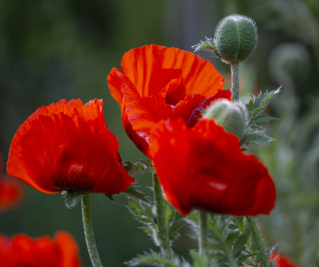 Orange Poppies