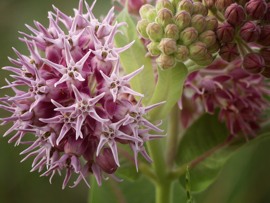 Milkweed - Butterfly Favorite