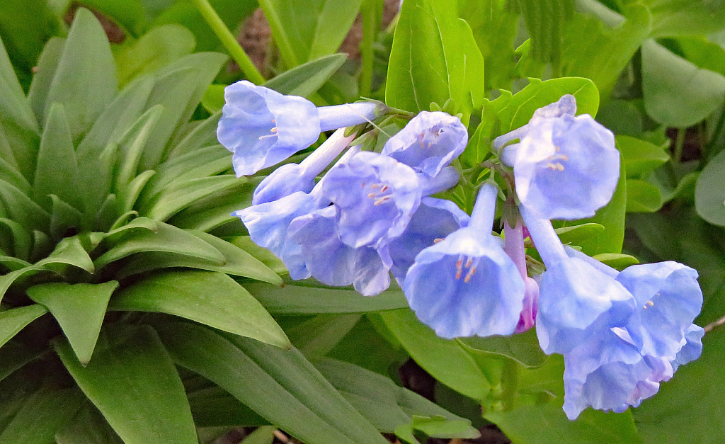 Bluebells