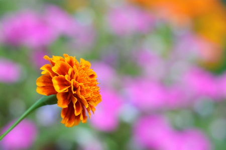 Marigold