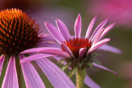 Cone Flowers