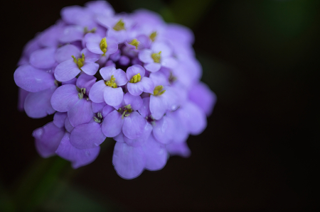 Candytuft