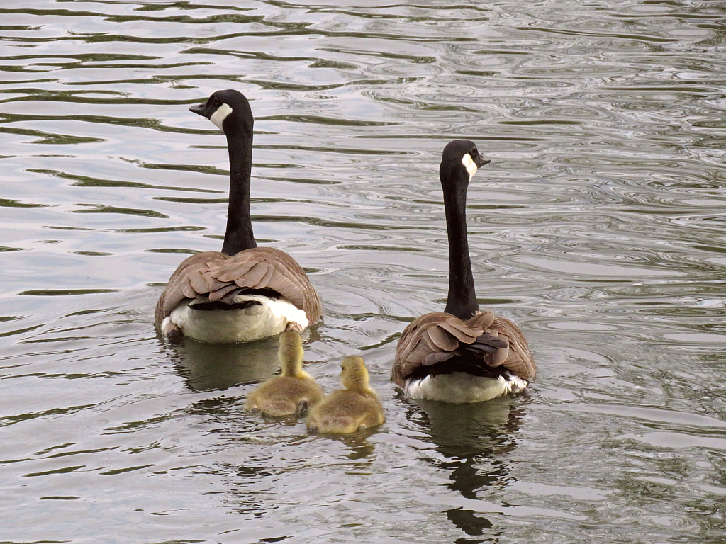 Geese And Family