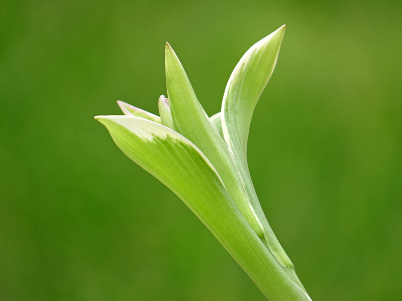 Hosta Bud