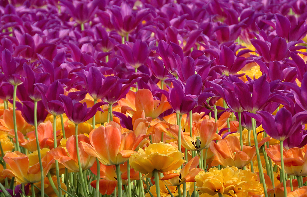 Purple And Yellow Tulips