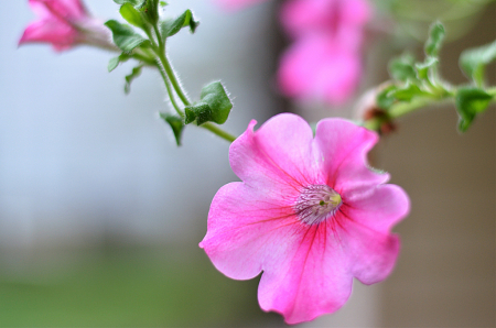 Pink Petunias