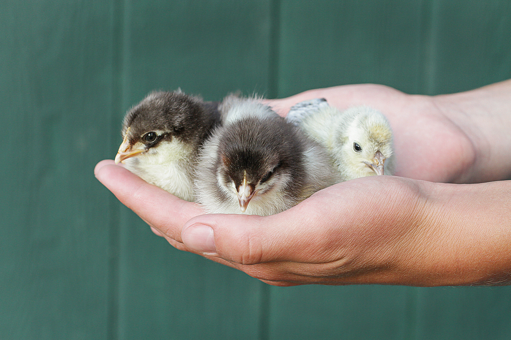 Handful of Peeps