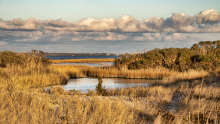 Wetlands