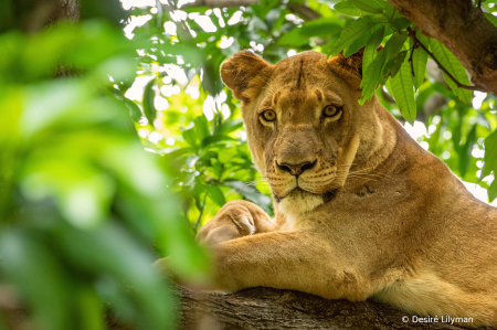 The relaxing lion