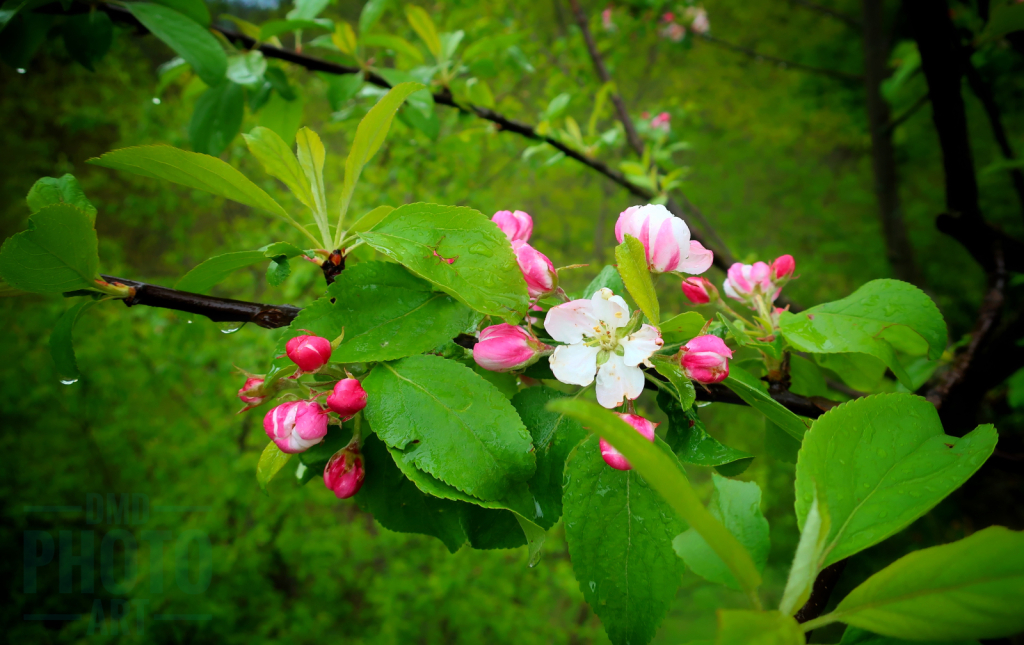 ~ ~ PEACH BLOSSOMS ~ ~ 