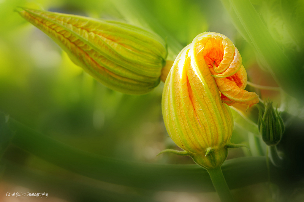 Squash Blossom