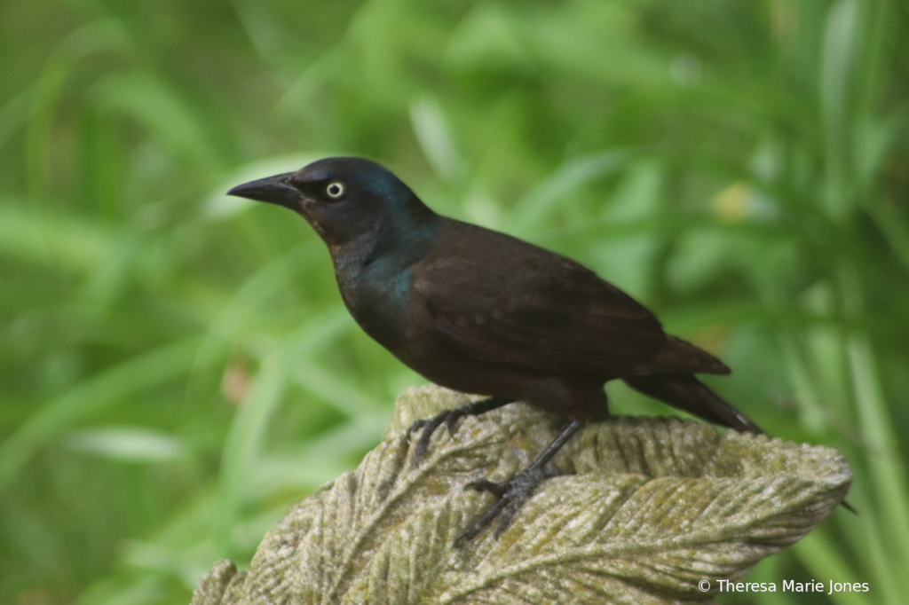 Grackle