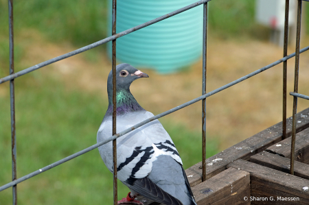 Daily Visitor