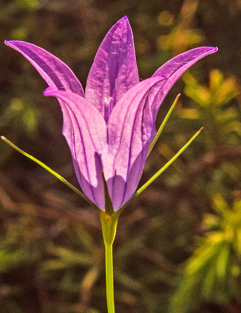 Spreading Bellflower.