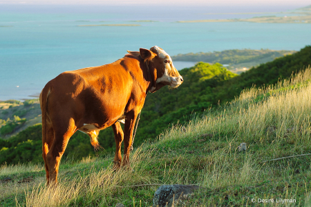 An ox bath in sunlight