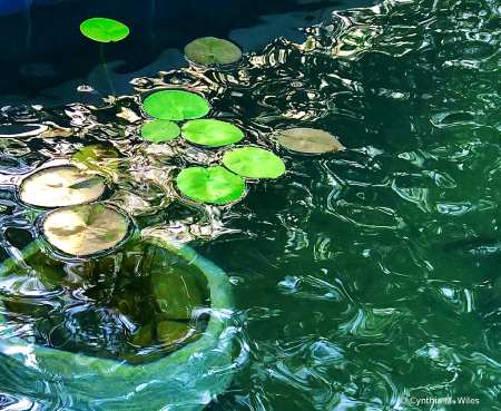Lily pads 