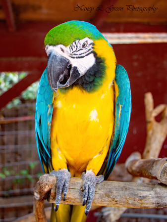 Military Macaw