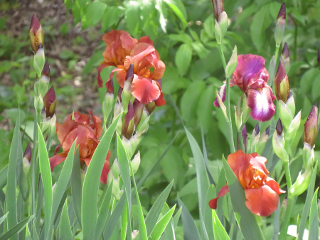Iris In A Grassy Area