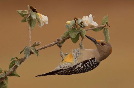 Woodpecker