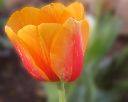 Tulip This Spring