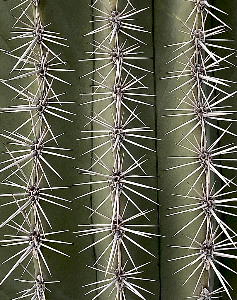 Prickly Spikes