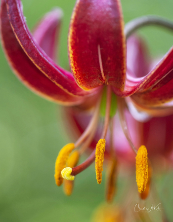 Pollen Laden