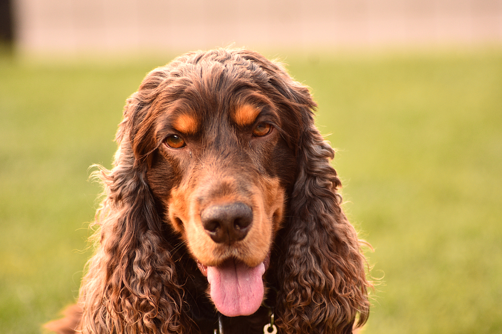 Theo The Cockerspaniel