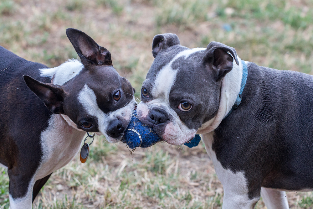 Beatrice & Henry 