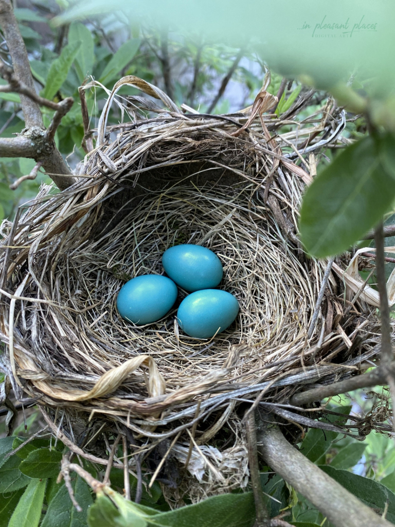 Catbird Eggs