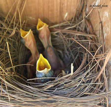 Hangry Birds