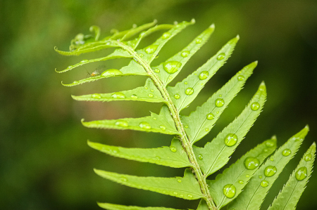 Rain Drops