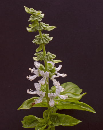Basil with flowers
