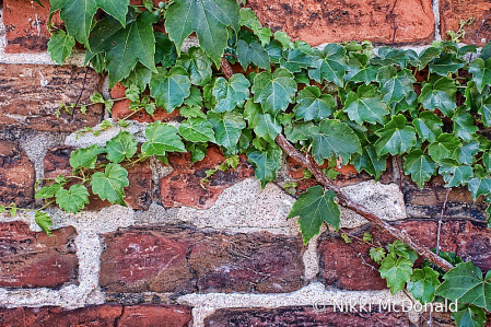 Ivy and Bricks