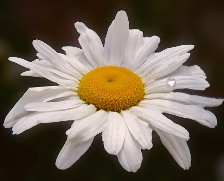 One Of These Daisies