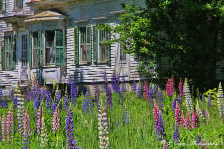 Lupines in Windsor