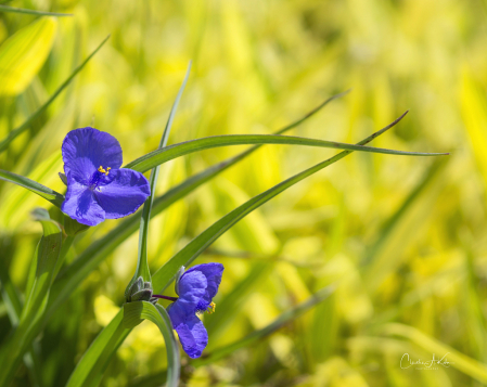 Spiderwort