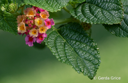 Colourful Lantana